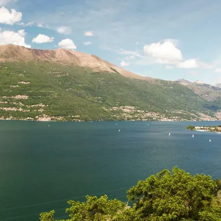 Lake Como- Olive Tree
